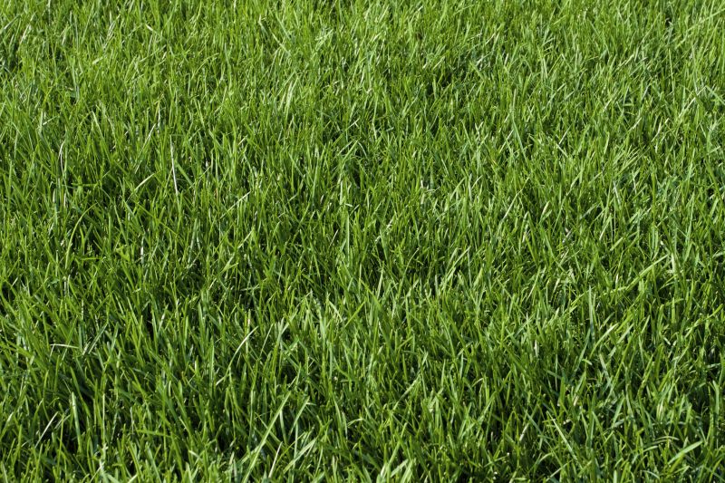 Yard Sod Replacement